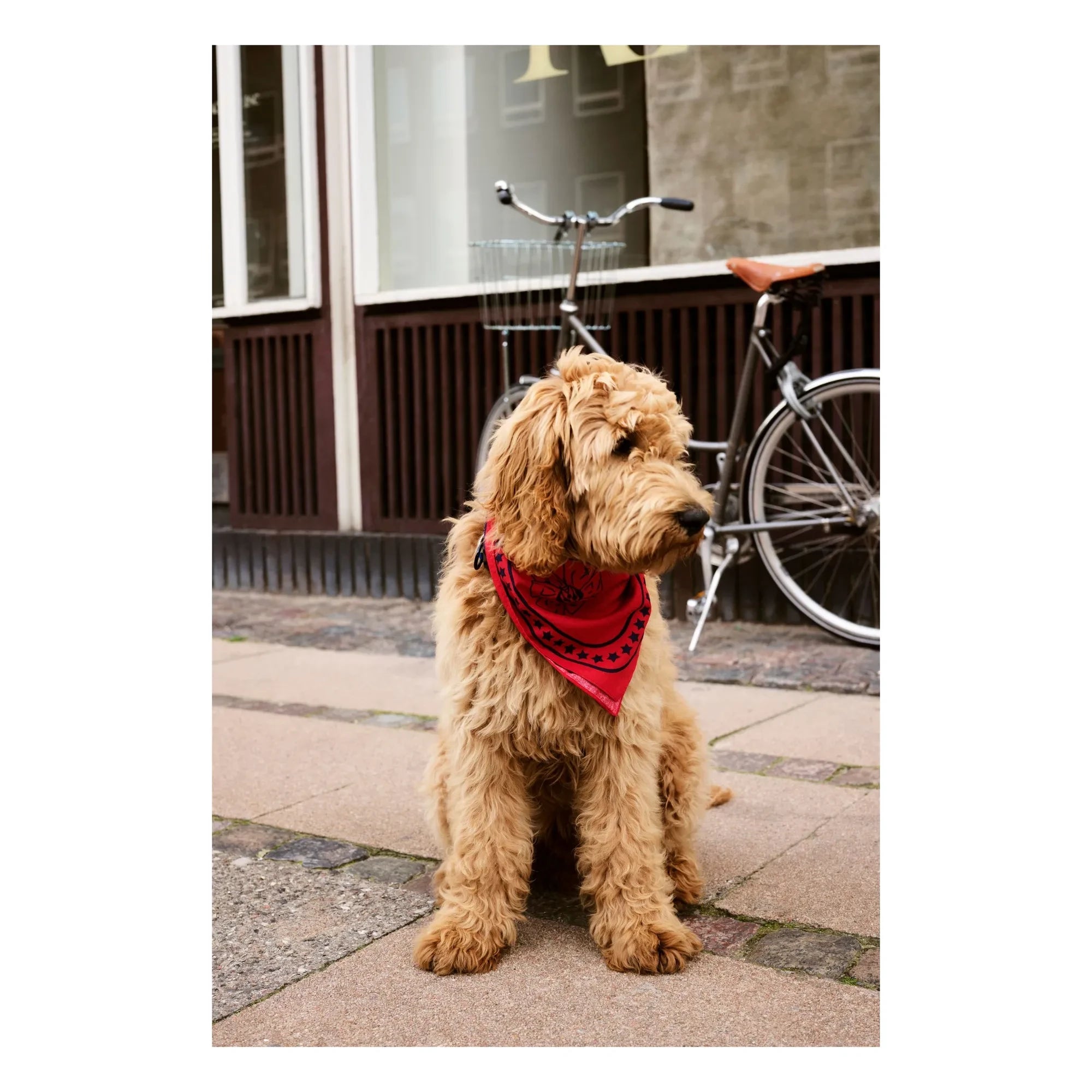 Hay - Dog bandanas | Red