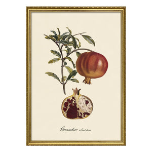 The Dybdahl Co. - Sweet Fruit Grenadier Poster