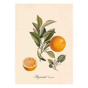 The Dybdahl Co. - Crowned Bigarrade Poster