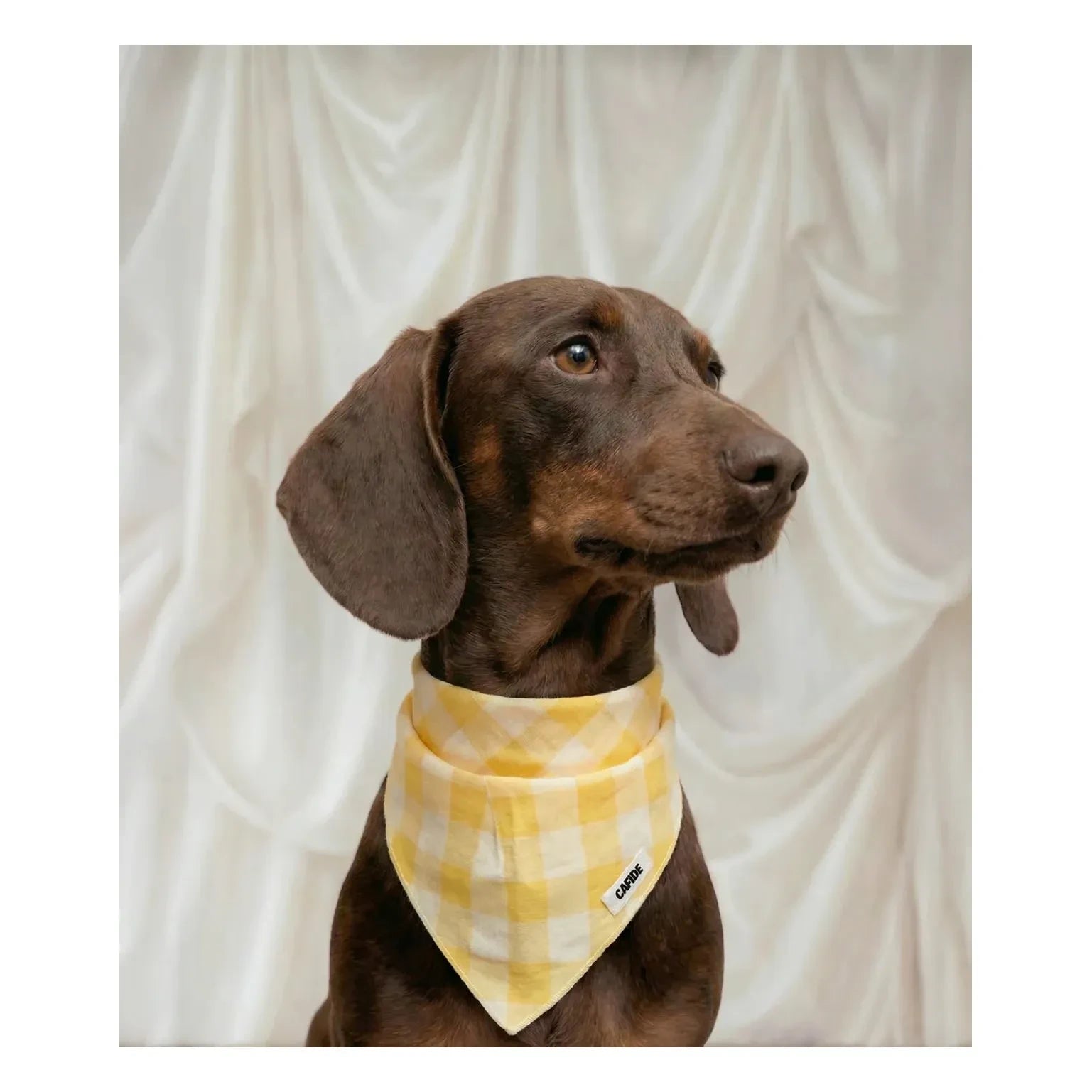 Cafide - Nata Dog Bandana | Yellow