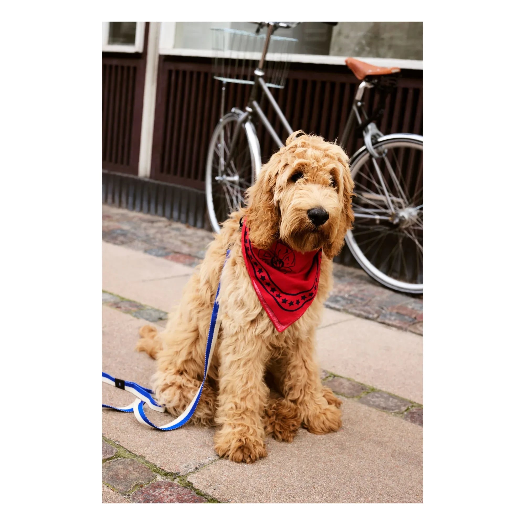 Hay - Dog bandanas | Red