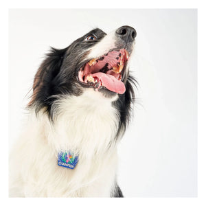 The Furry Folks - Begging Champion Medal | Blue