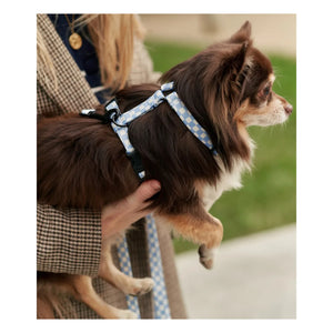 Cafide - Juno Dog Run | Light Blue