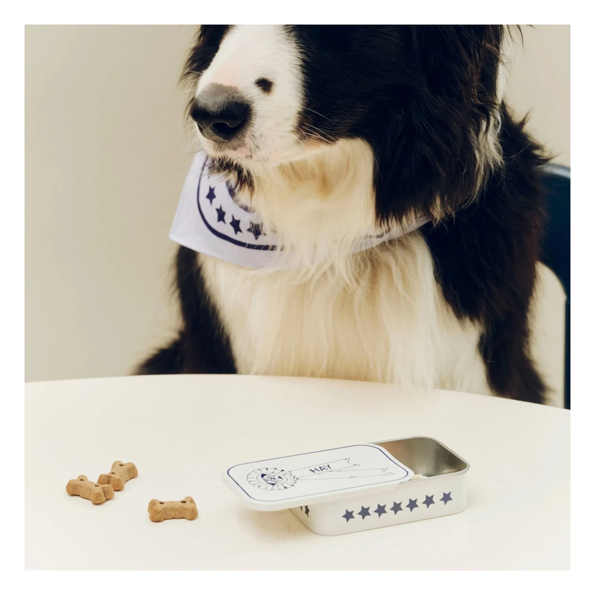 Hay - Dog treat box | Blue
