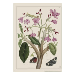 Les Jolies Planches - Jasmine Poster