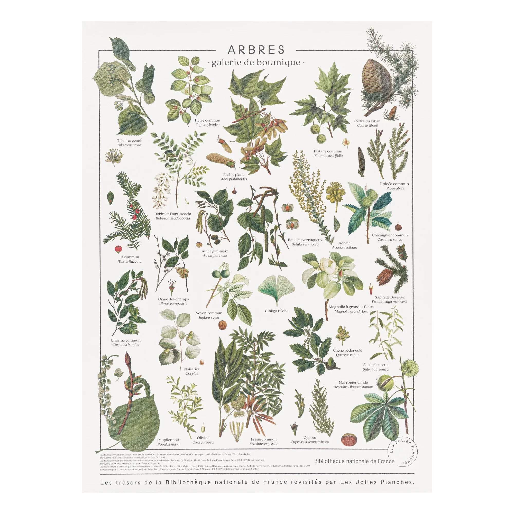 Les Jolies Planches - Wooden Panel