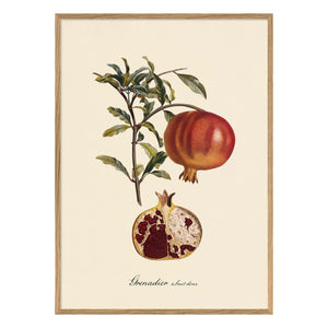 The Dybdahl Co. - Sweet Fruit Grenadier Poster