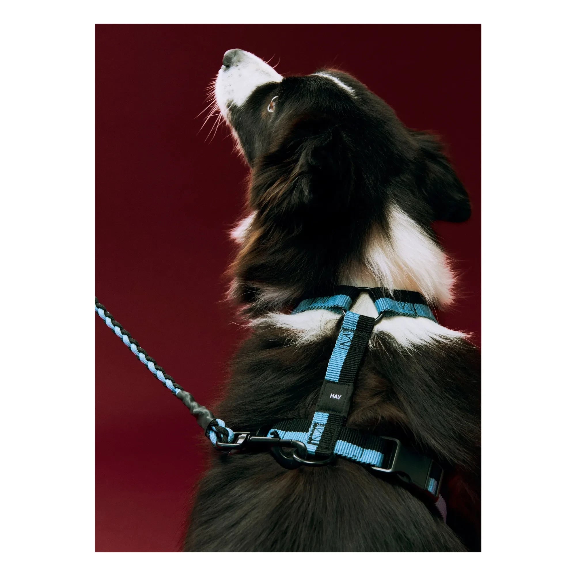 Hay - Blue Strap