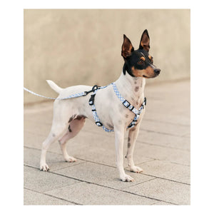 Cafide - Juno Dog Run | Light Blue