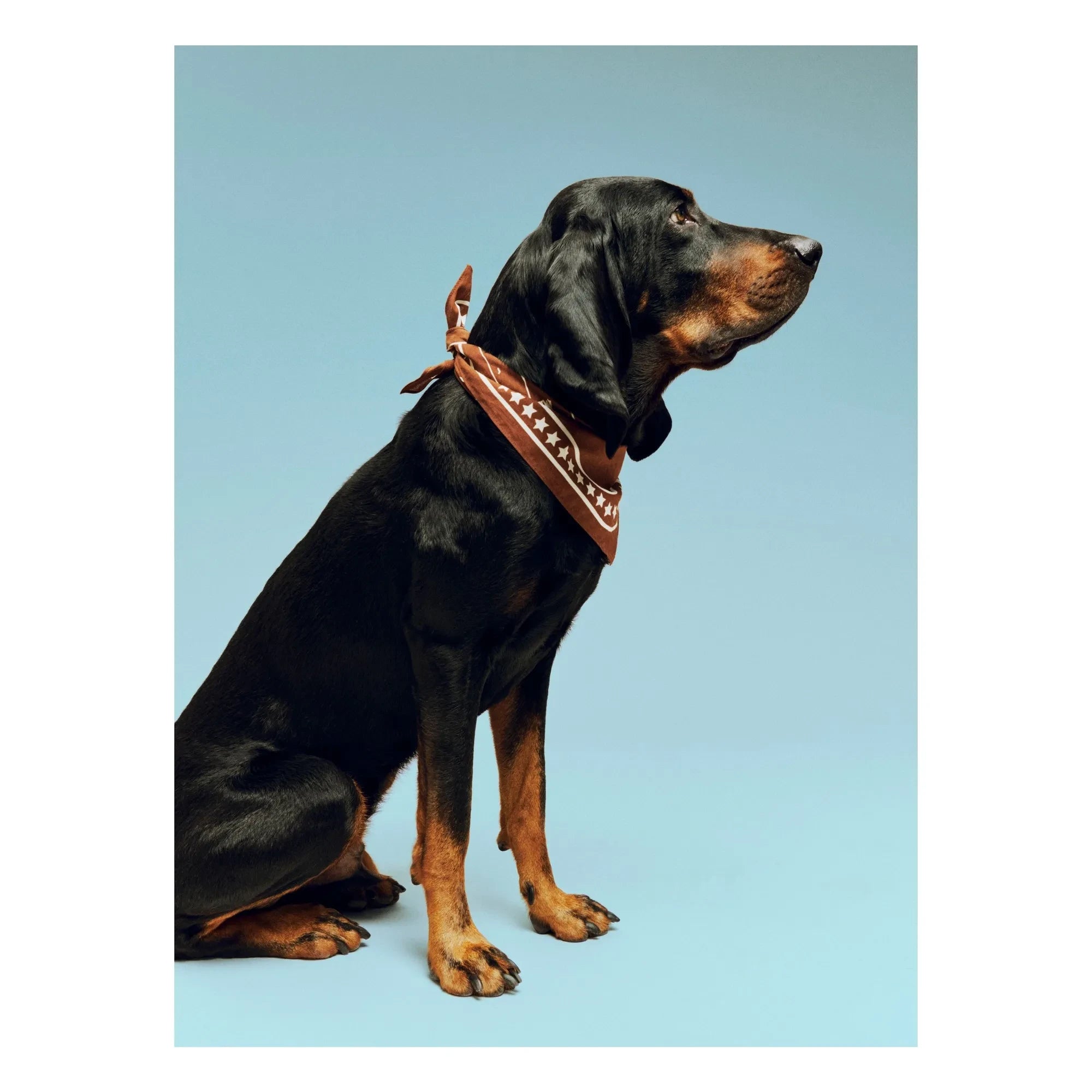 Hay - Dog Bandana | Brown