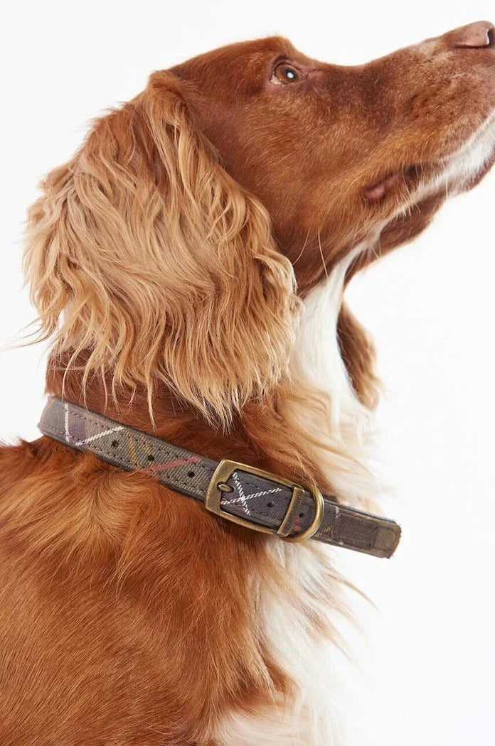 Barbour Evcil Hayvan Tasması