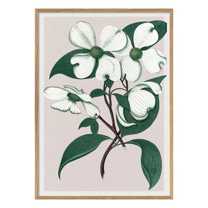 The Dybdahl Co. - Cornus Florida afiş