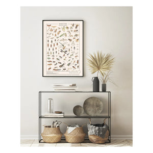 Les Jolies Planches - Insect Display Board