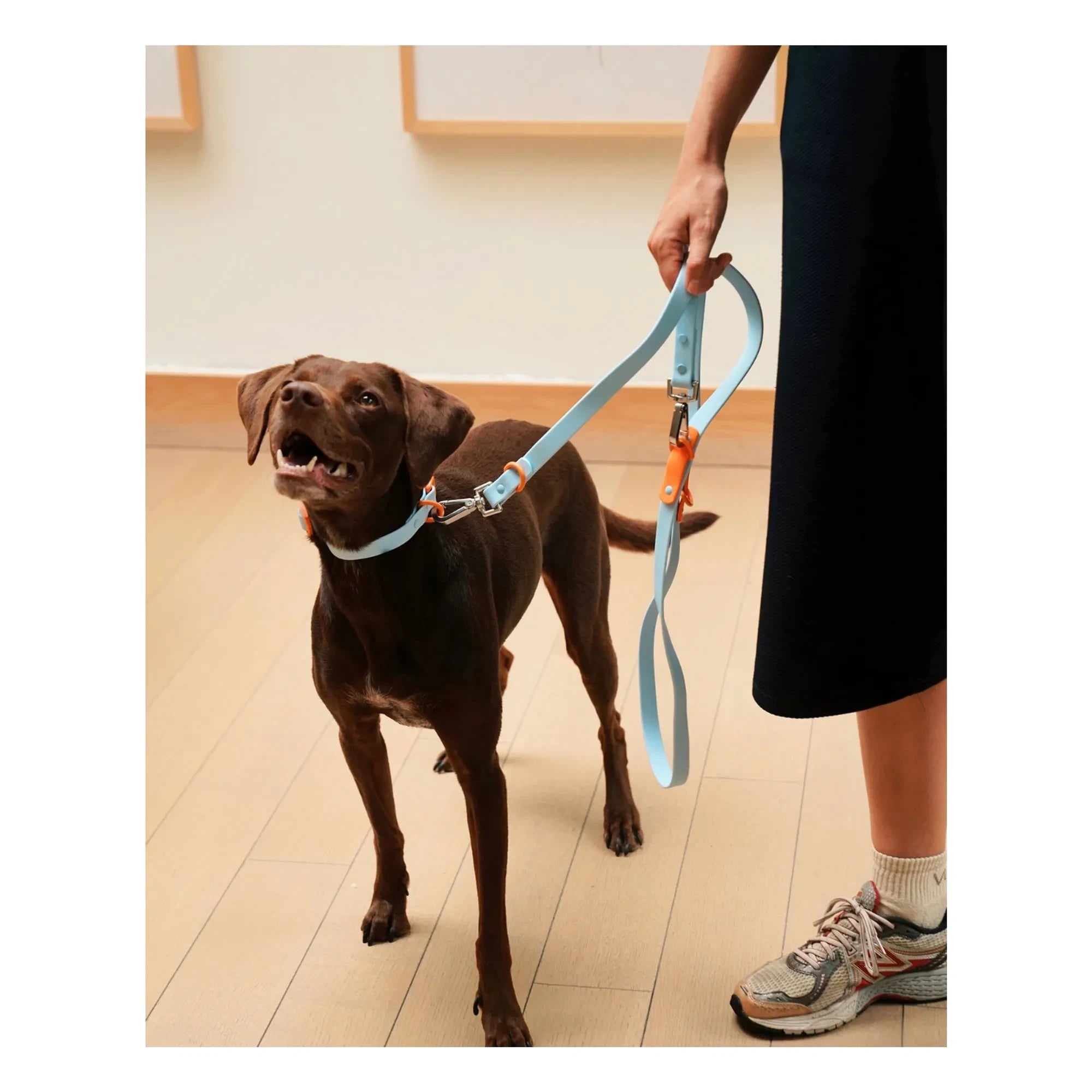 Approved by Fritz - Adjustable Dog Collar | Light Blue