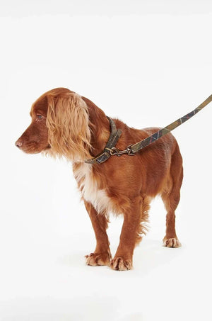 Barbour Köpek Tasması