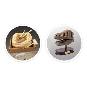 Buki - Archaeology Set - Museum Dinosaur Skull