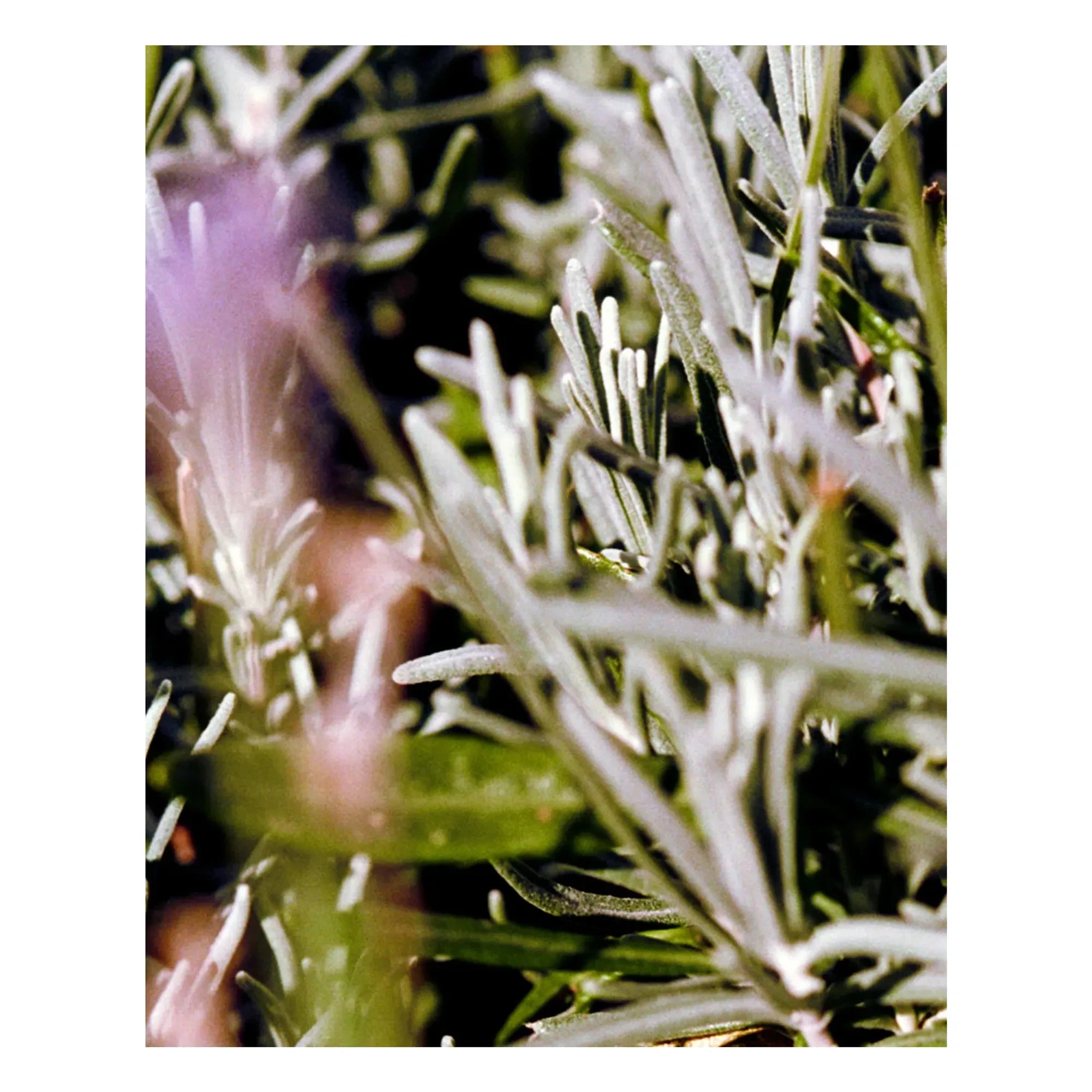 L:A BRUKET - Sage Rosemary Lavender Body Cream 298 - 200 ml