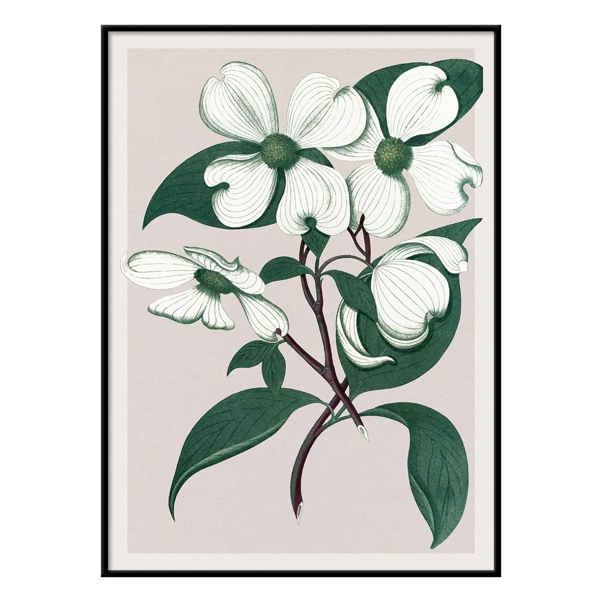 The Dybdahl Co. - Cornus Florida afiş