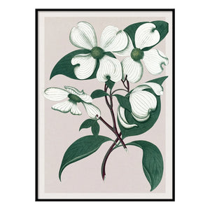 The Dybdahl Co. - Cornus Florida afiş