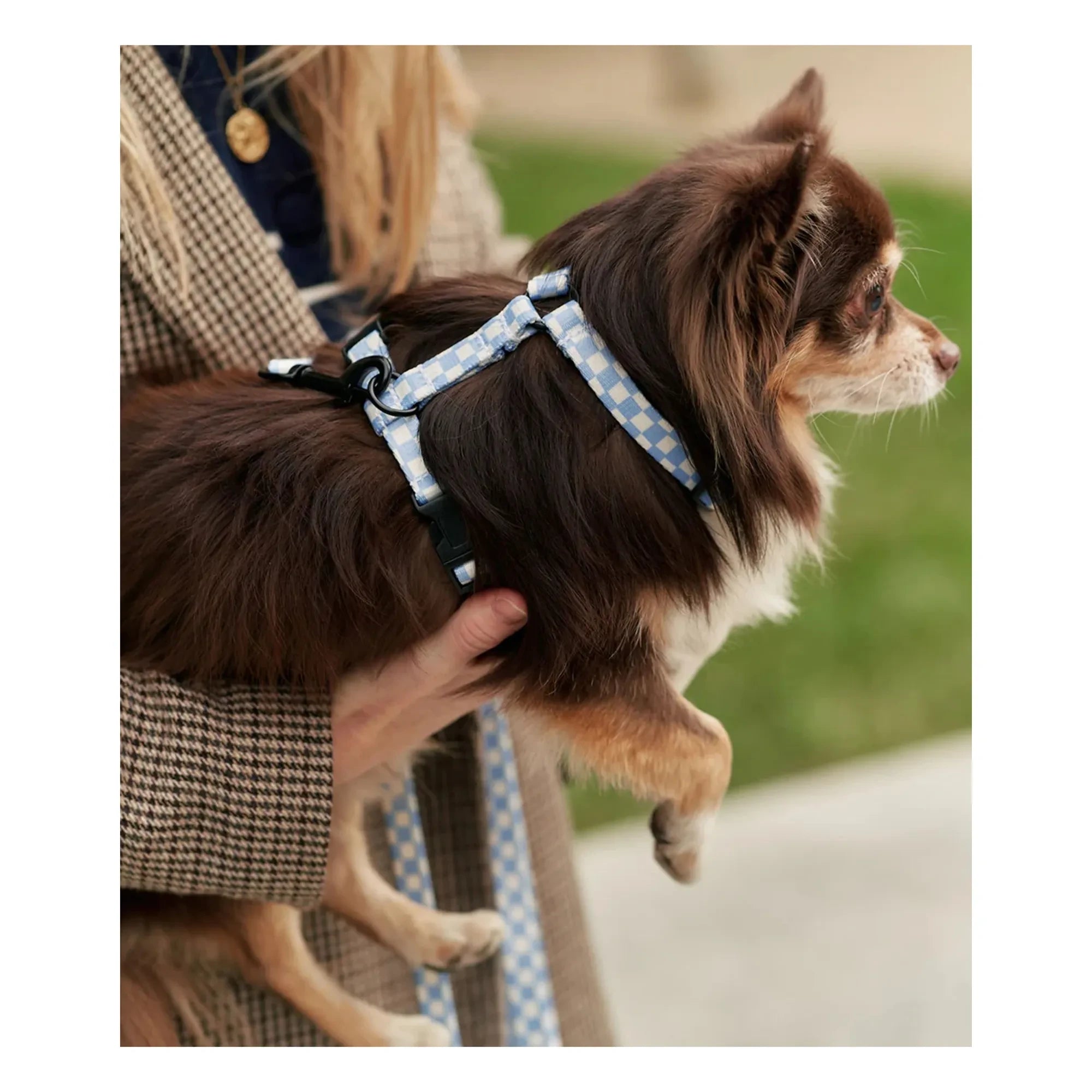 Cafide - Juno Dog Run | Light Blue