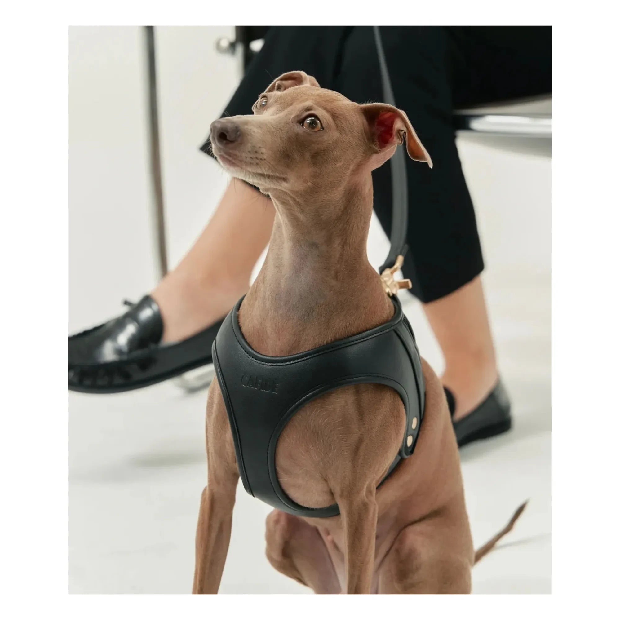 Cafide - Vegan leather dog collar | Black