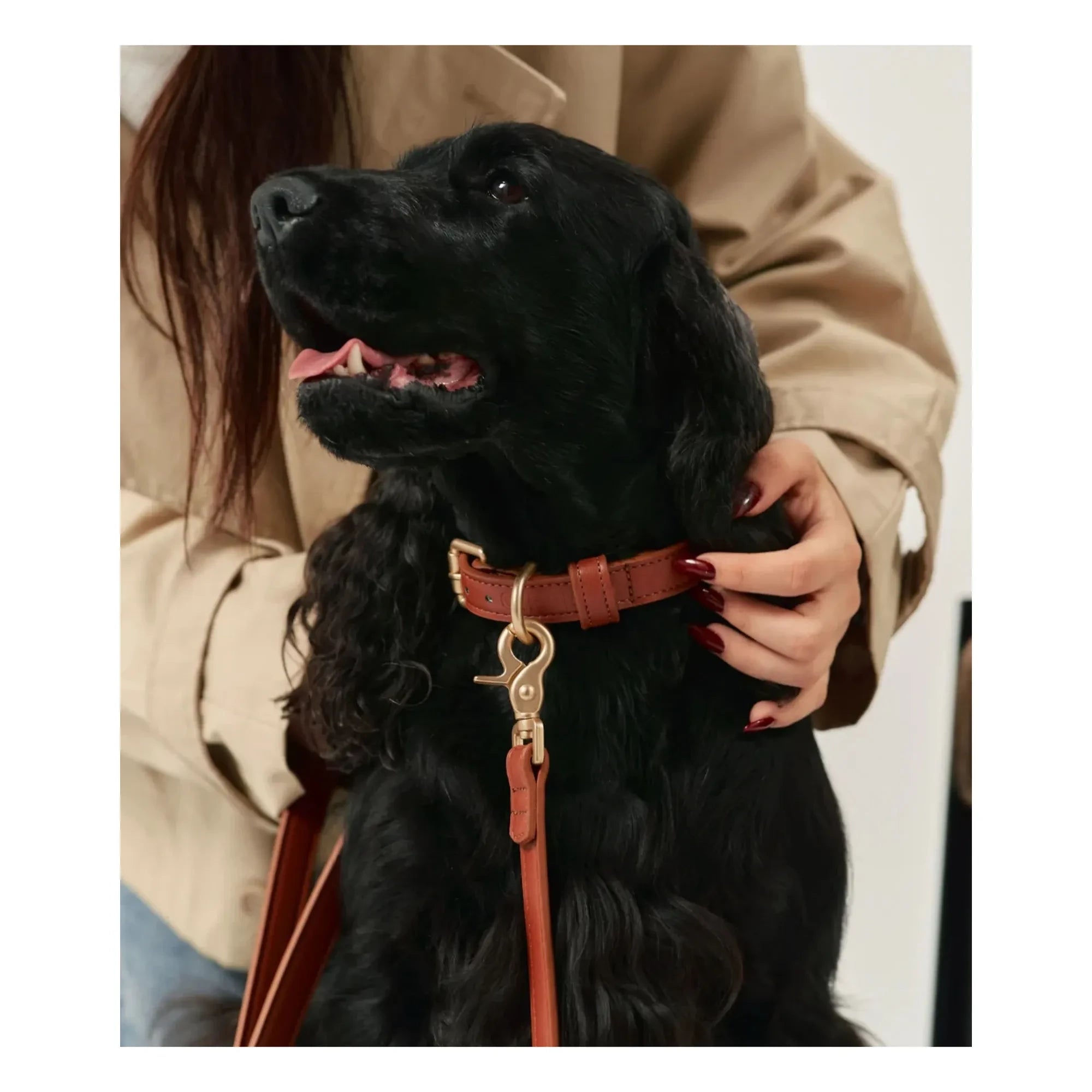 Cafide - Vegan Leather Dog Collar | Brown