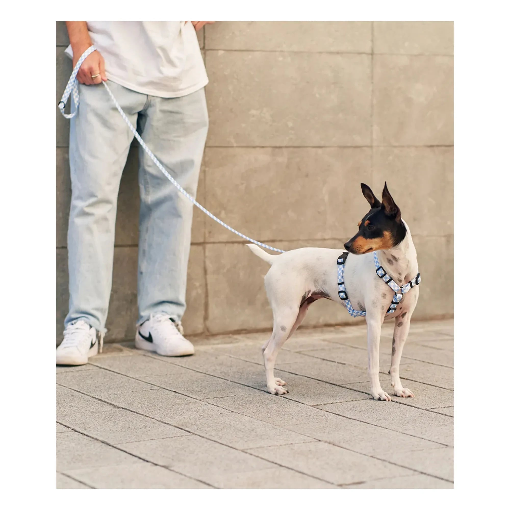 Cafide - Juno dog collar | Light blue