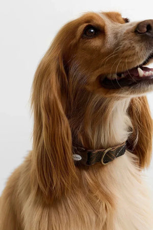 Barbour köpek