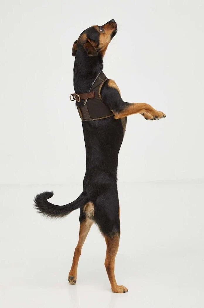 Barbour Köpek Göğüs Tasması