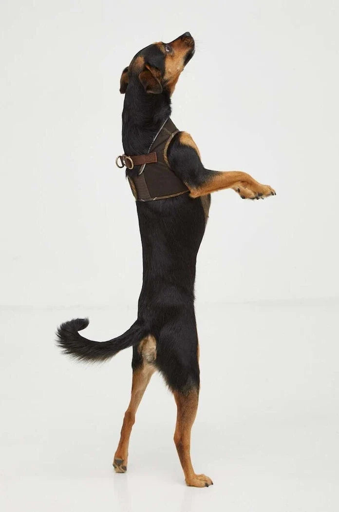Barbour Köpek Göğüs Tasması