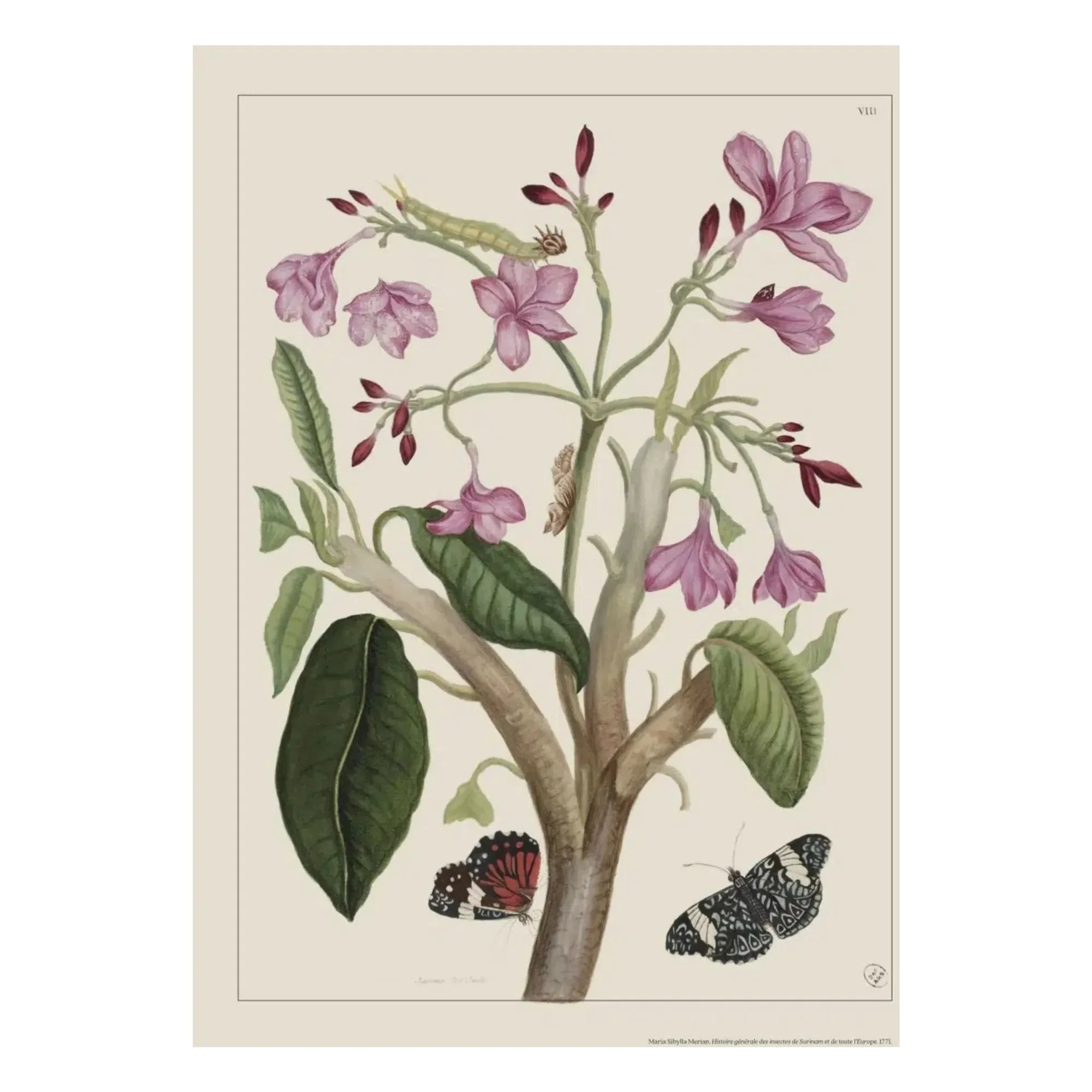Les Jolies Planches - Jasmine Poster