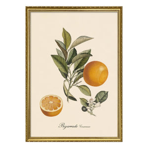 The Dybdahl Co. - Crowned Bigarrade Poster