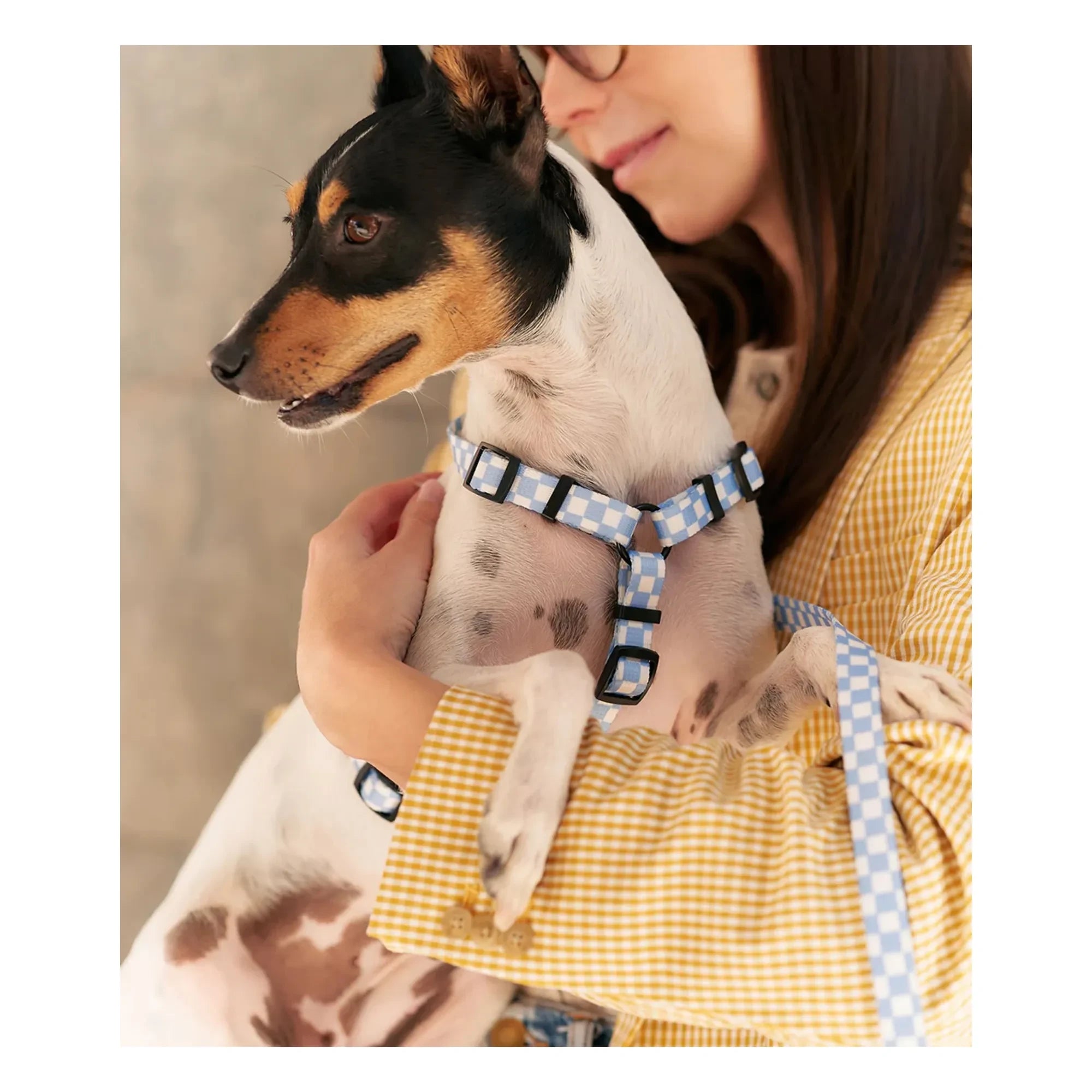 Cafide - Juno Dog Run | Light Blue