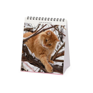Legami - Cats 2027 Desk Takvim - 12 x 14,5 cm