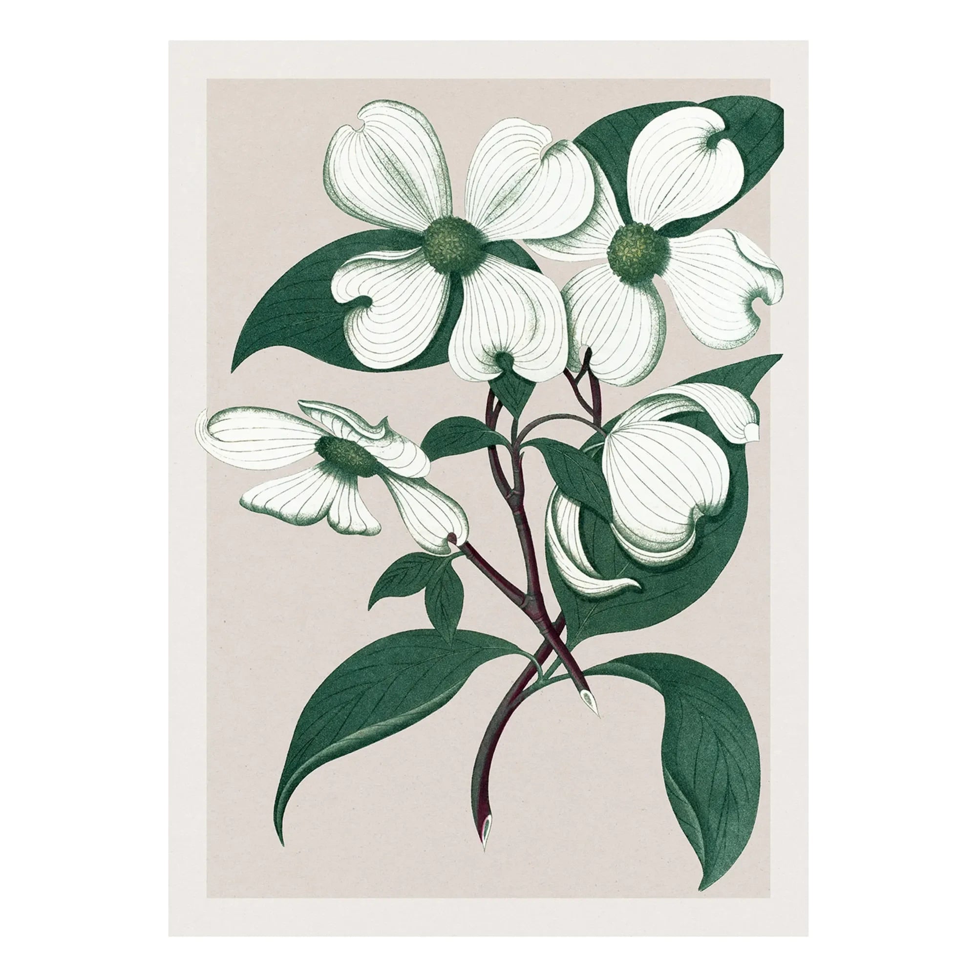 The Dybdahl Co. - Cornus Florida afiş