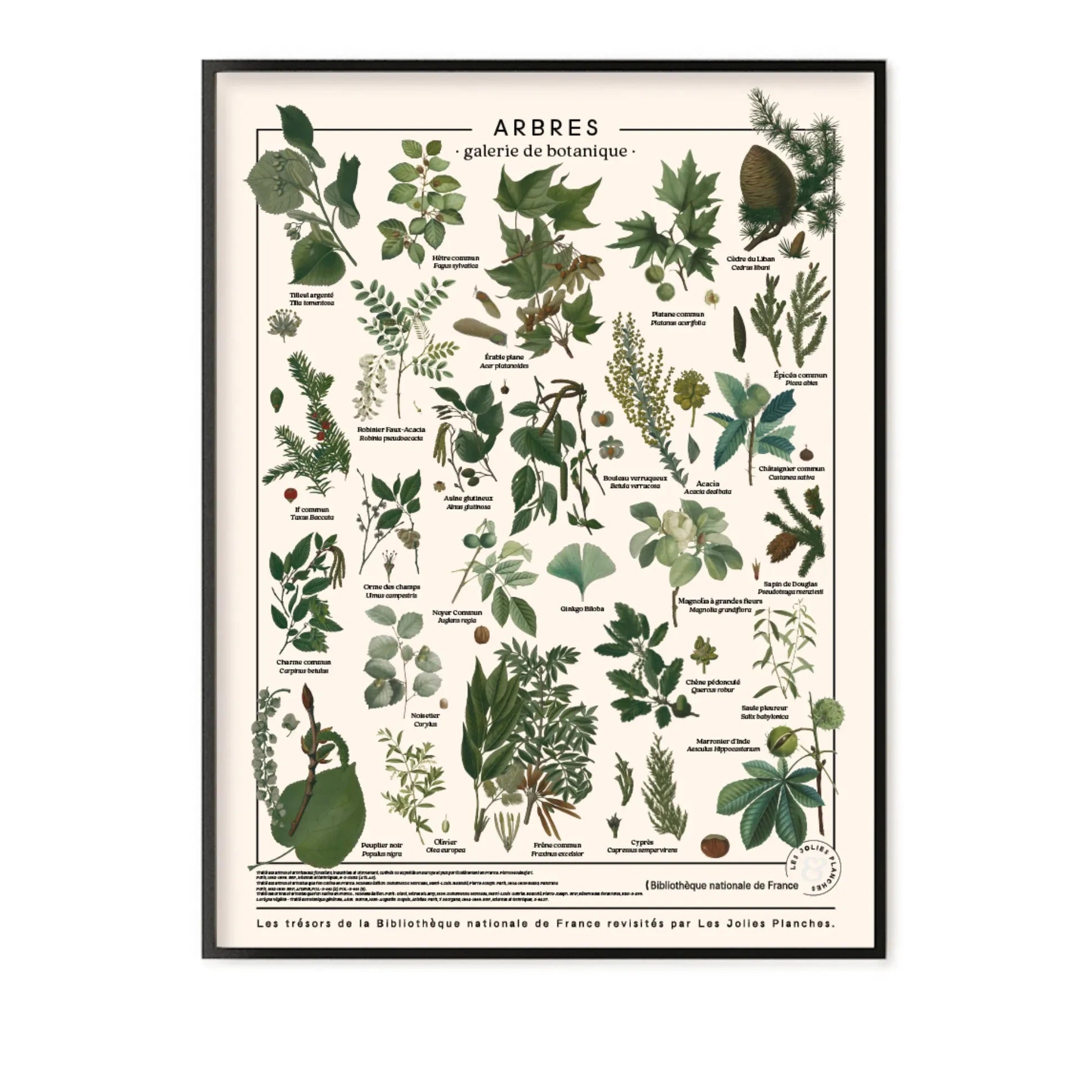 Les Jolies Planches - Ağaç panosu