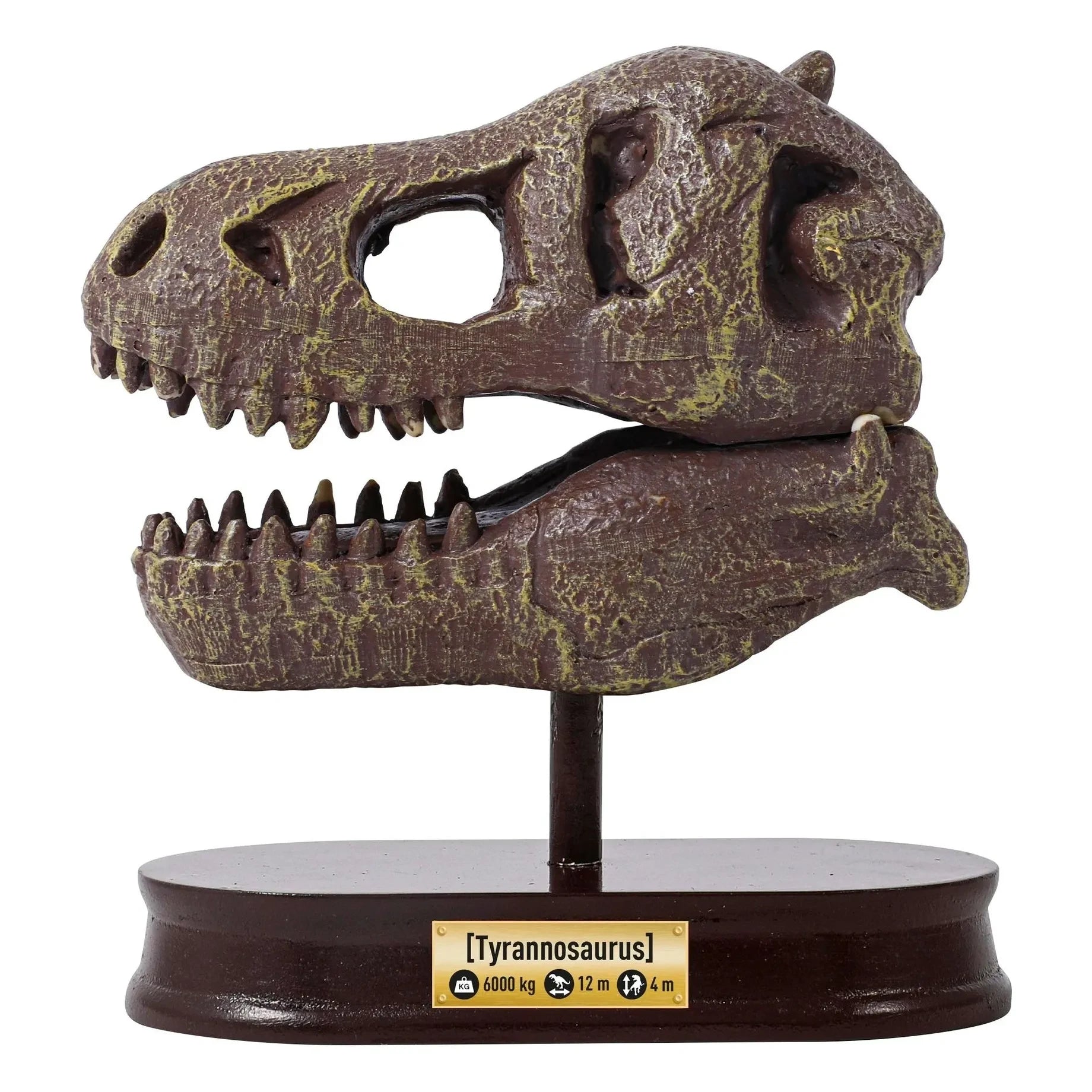 Buki - Archaeology Set - Museum Dinosaur Skull