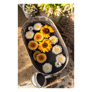 Oli & Carol - Sun the sunflower diş kaşıma halkası