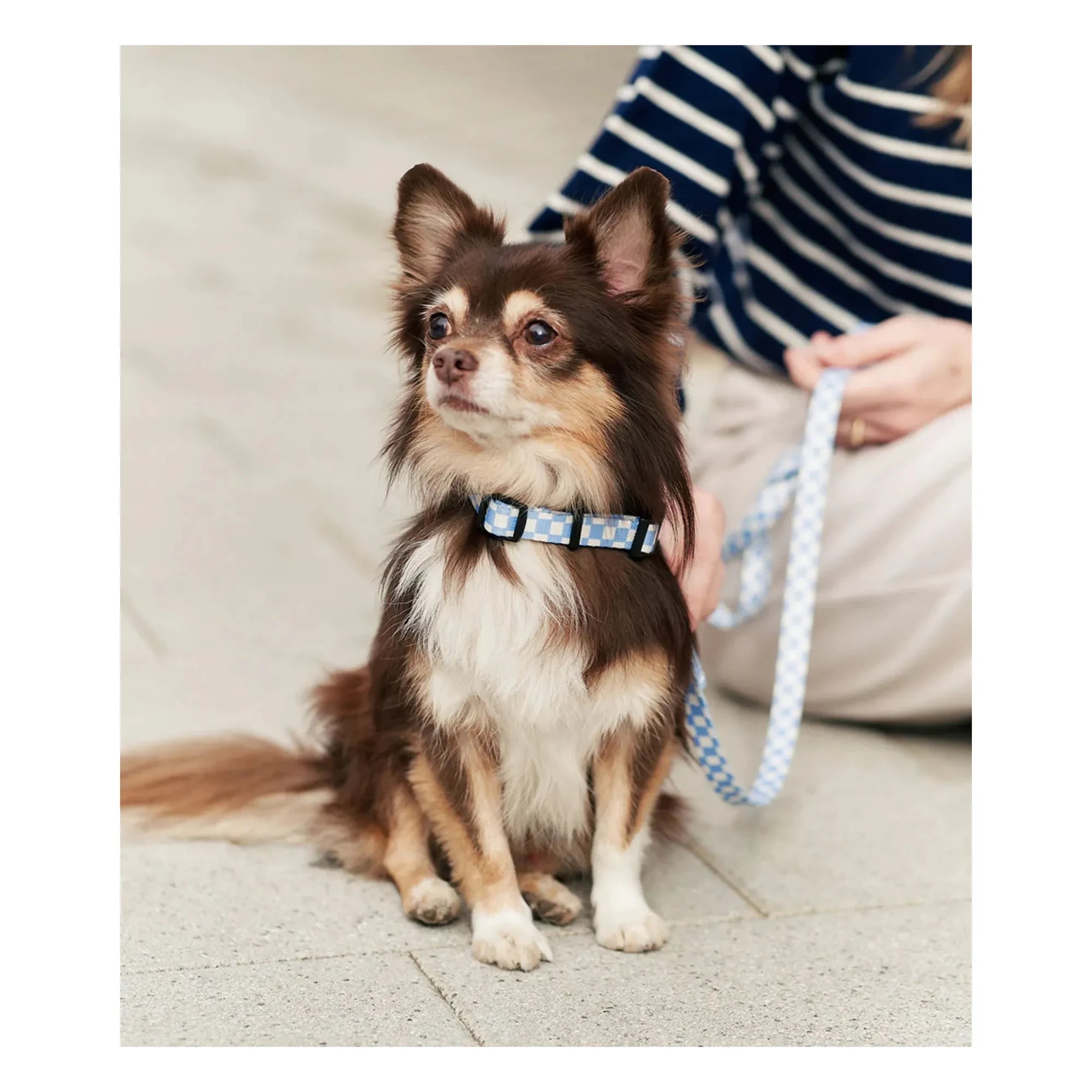 Cafide - Juno dog collar | Light blue