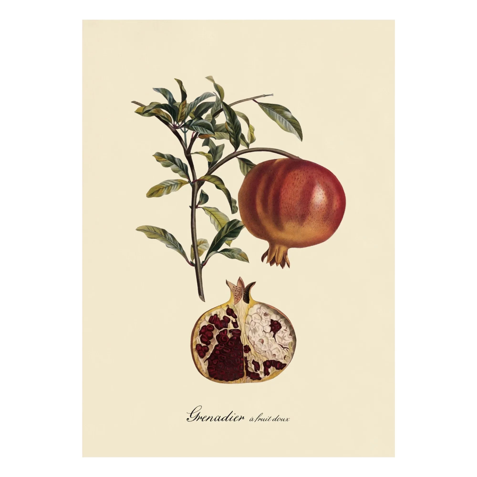 The Dybdahl Co. - Sweet Fruit Grenadier Poster