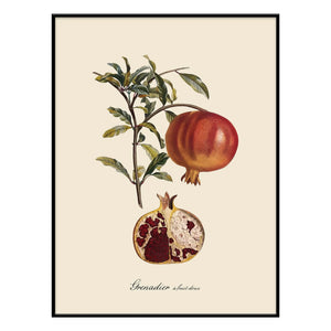 The Dybdahl Co. - Sweet Fruit Grenadier Poster