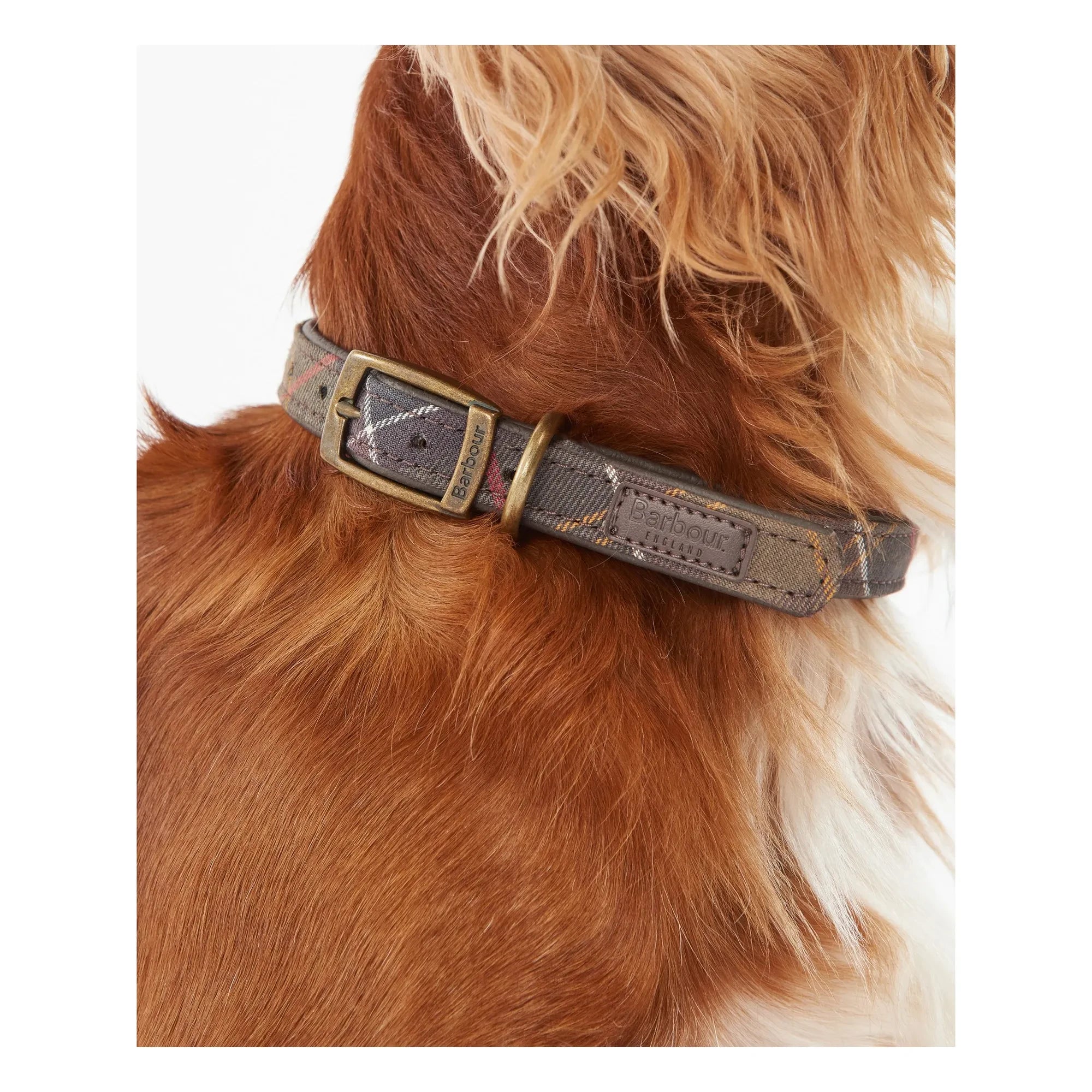 Barbour - Ekose köpek tasması | Koyu bej kahverengi