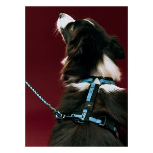 Hay - Blue Strap