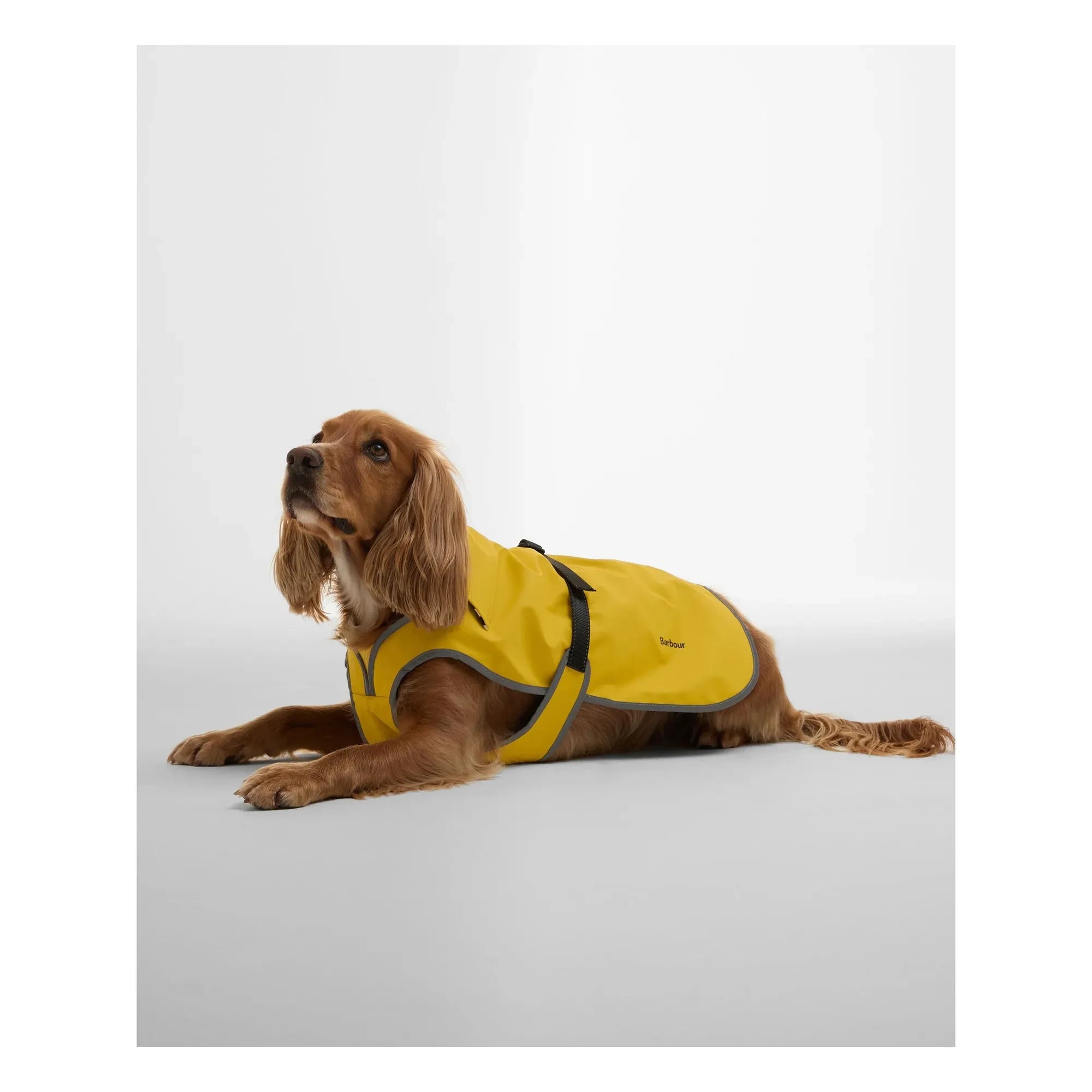 Barbour - Evie su geçirmez köpek ceketi | Sarı